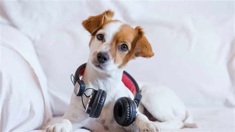 do animals like music